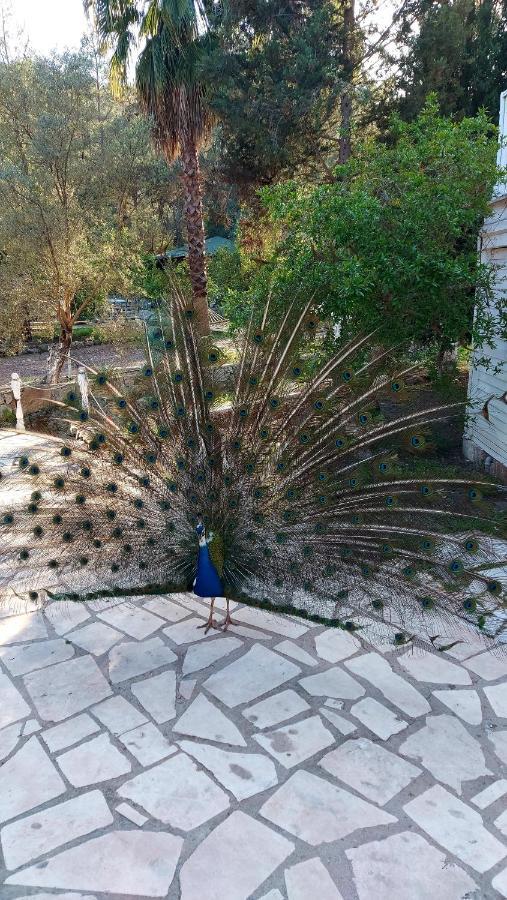 Angels Garden Hotel Kumluca Екстериор снимка